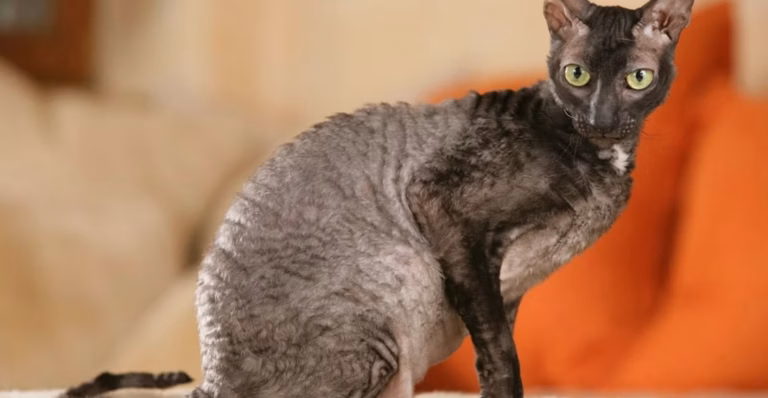 Comment réaliser un balayage gris sur chatain ?