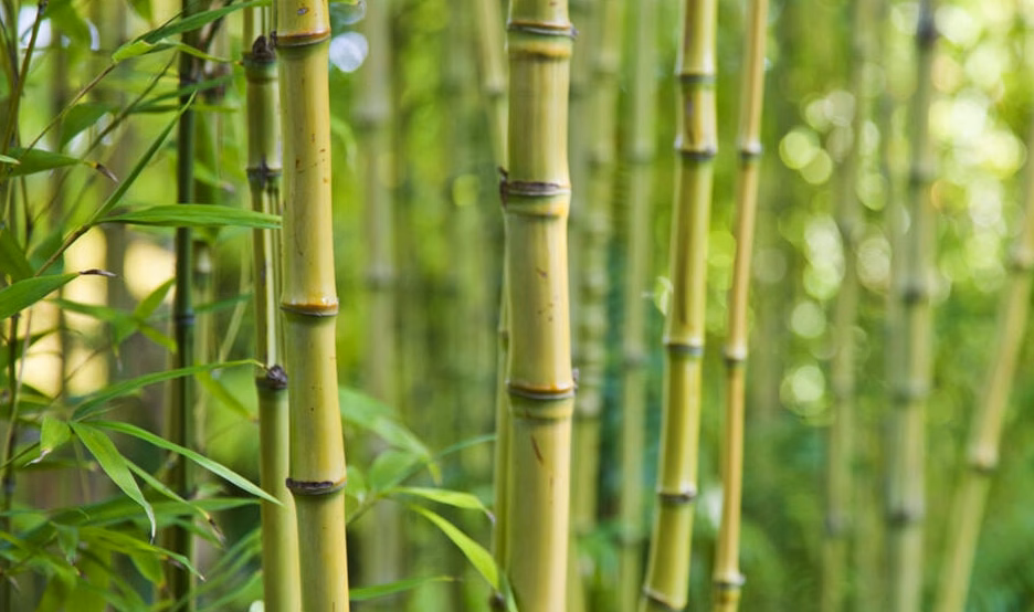 Brise-vue en bambou pour terrasse : naturel et efficace ?
