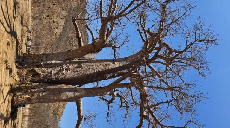 Sécheresse : quand ce mal silencieux provoque la chute soudaine des branches sans avertissement